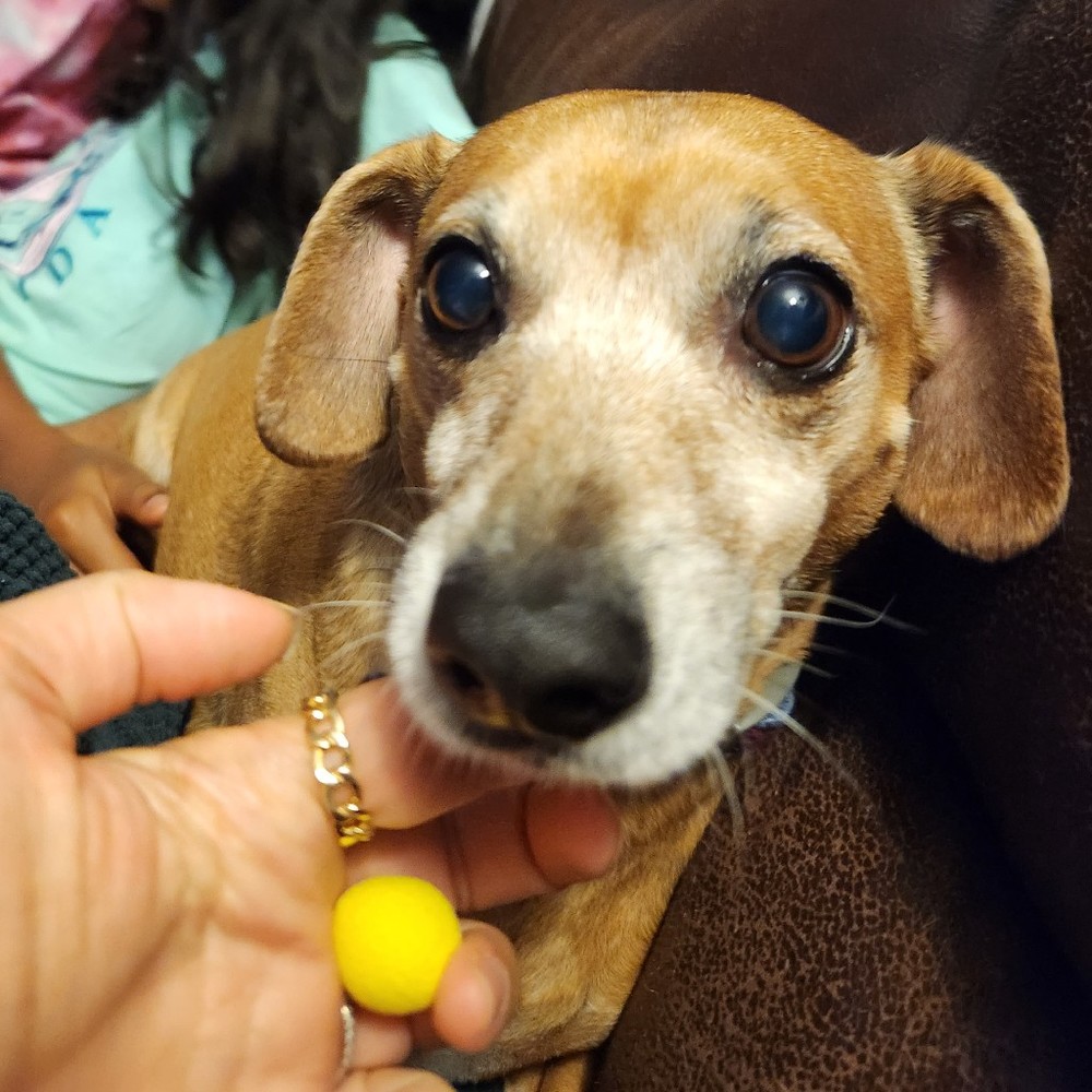 Meet your Posher, Monalisa